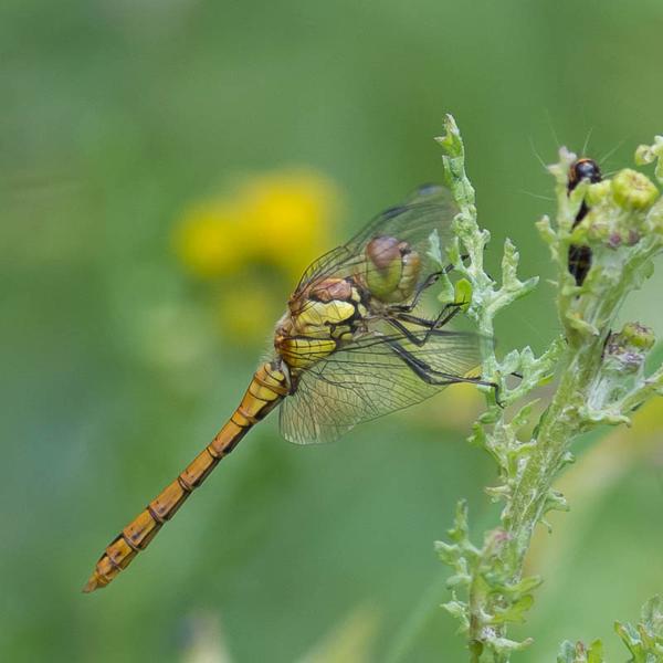 Bruinrode heidelibel (Sympetrum striolatum)